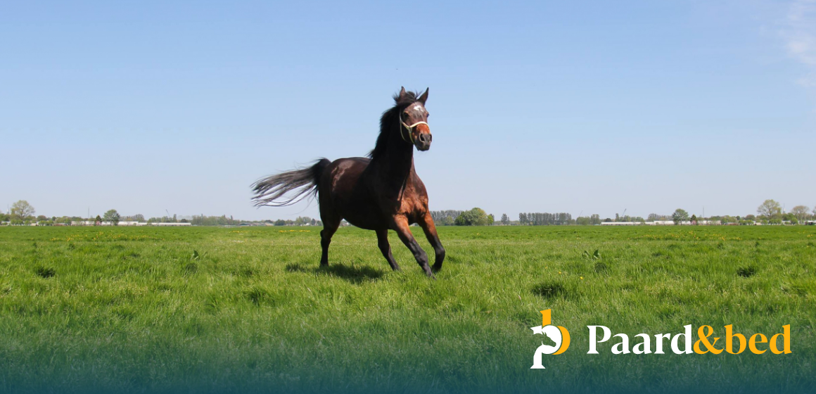 Hippisch Centrum Twente