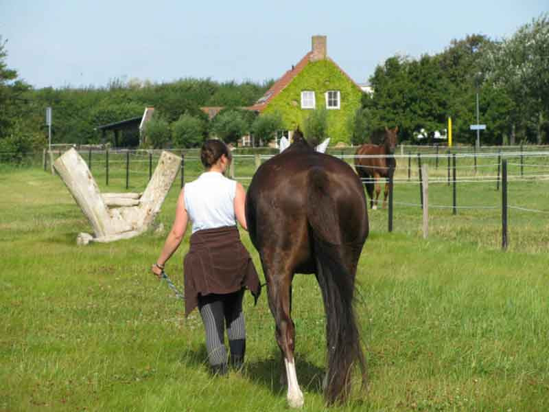 DHRS Domburg Holiday Resort Stables