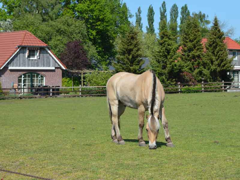 Erve Meenderinkboer