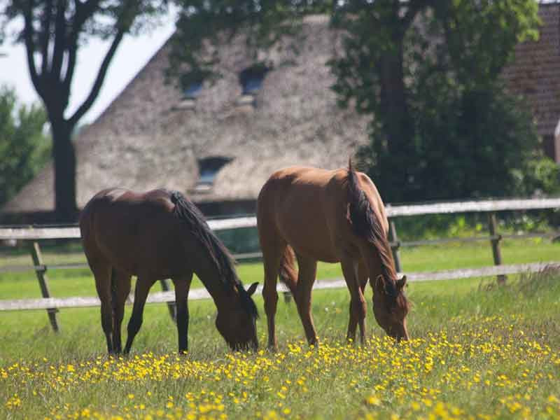 B&B de Sfeerhoeve